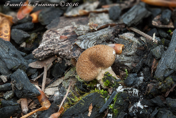 vláknica Inocybe sp.