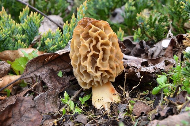 smrčok jedlý Morchella esculenta (L.) Pers.