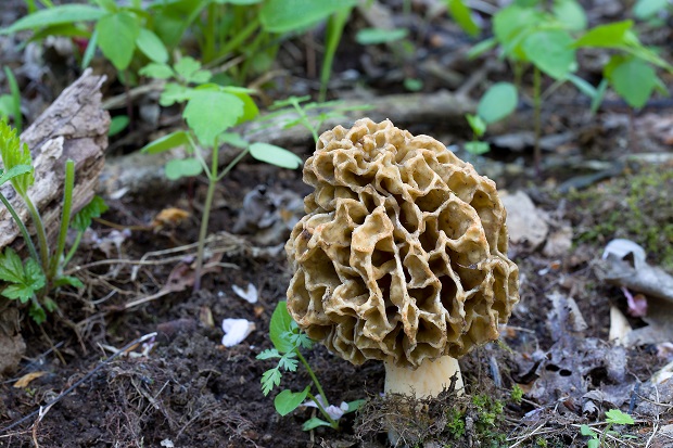 smrčok jedlý Morchella esculenta (L.) Pers.