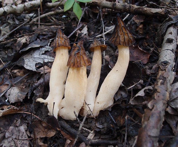 smrčok hybridný Morchella semilibera DC.