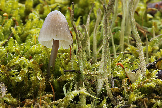 prilbička Mycena sp.