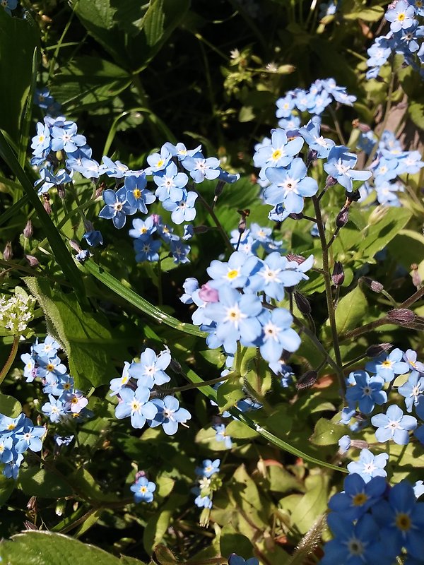 nezábudka Myosotis sp.