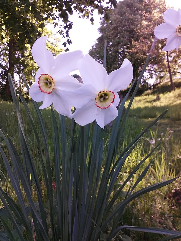 narcis biely Narcissus poëticus L.