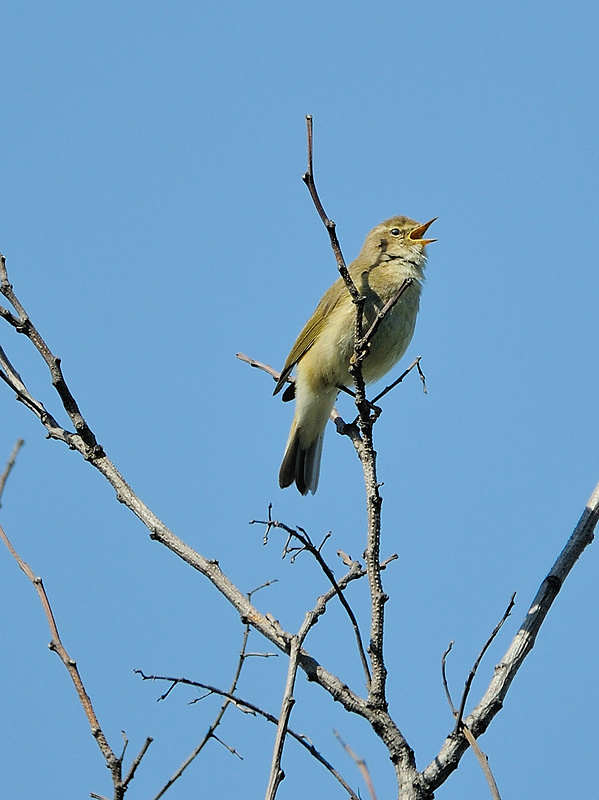 kolibkárik čipčavý Phylloscopus collybita