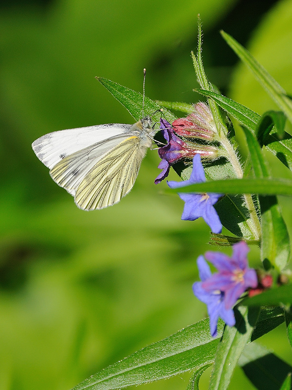 mlynárik repkový Pieris napi Linnaeus 1758