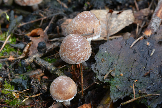 drobuľka páperistá Psathyrella pennata (Fr.) A. Pearson & Dennis