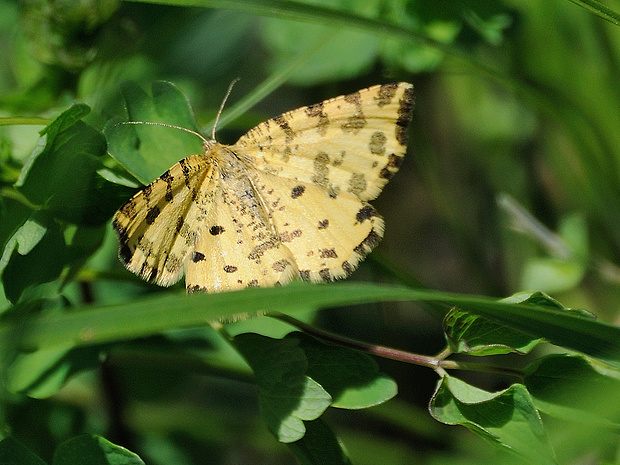 listnatka hluchavková Pseudopanthera macularia