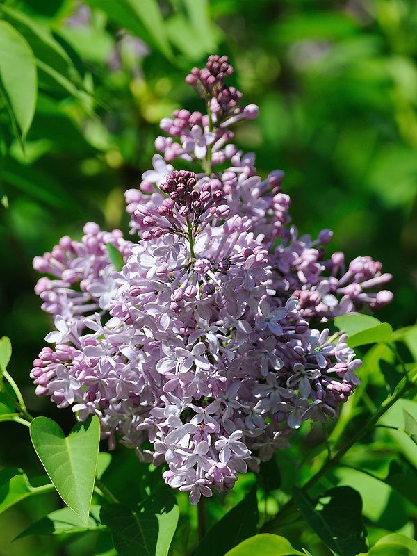 orgován obyčajný Syringa vulgaris L.