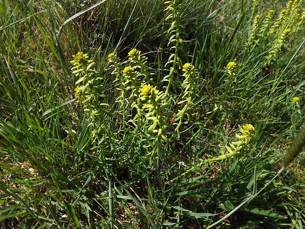 mliečnik chvojkový Tithymalus cyparissias (L.) Scop.