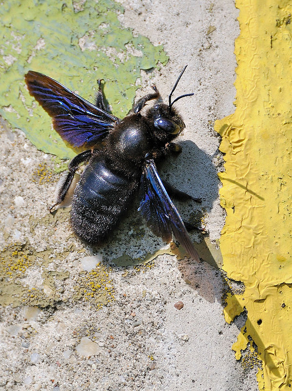 drevár fialový Xylocopa violacea