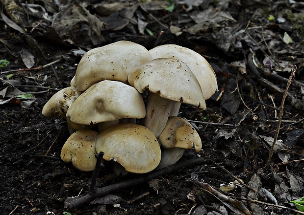 čírovnica májová Calocybe gambosa (Fr.) Donk