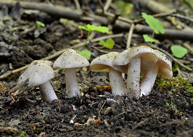 hodvábnica jarná Entoloma clypeatum (L.) P. Kumm.