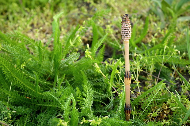 praslička roľná Equisetum arvense L.