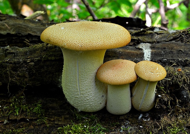 húževnatec pohárovitý Neolentinus schaefferi Redhead & Ginns