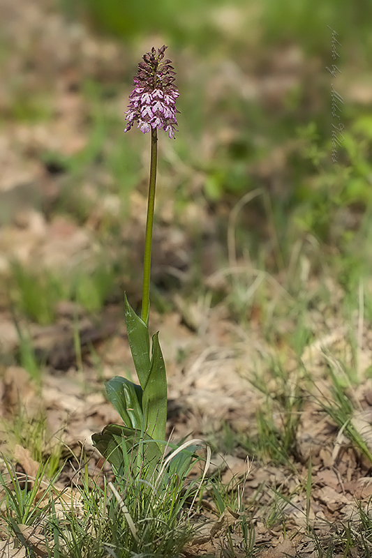 vstavač purpurový Orchis purpurea Huds.