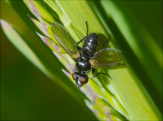 bystruša Phania funesta