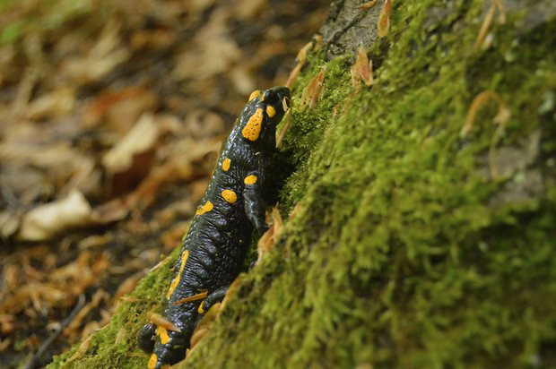 salamandra Škvrnitá Salamandra salamandra