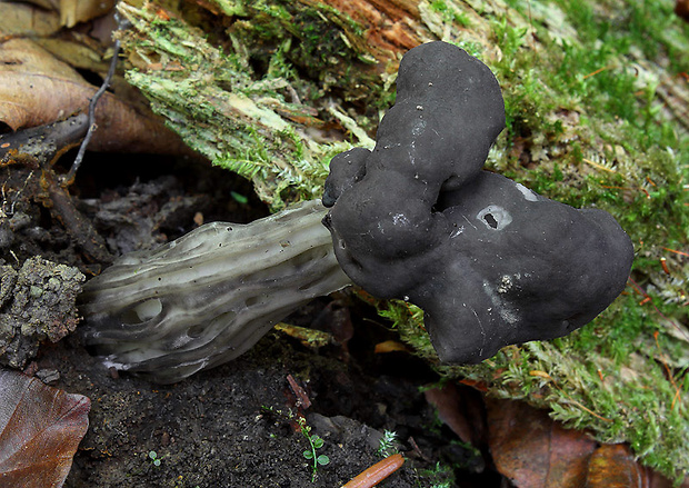 chriapač jamkatý Helvella lacunosa Afzel.