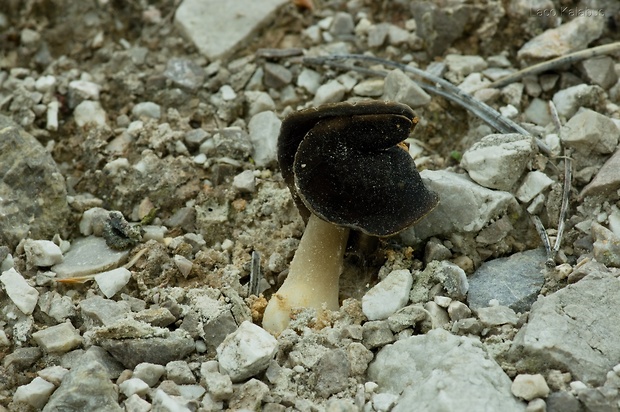 chriapač pieskomilný Helvella leucopus Pers.