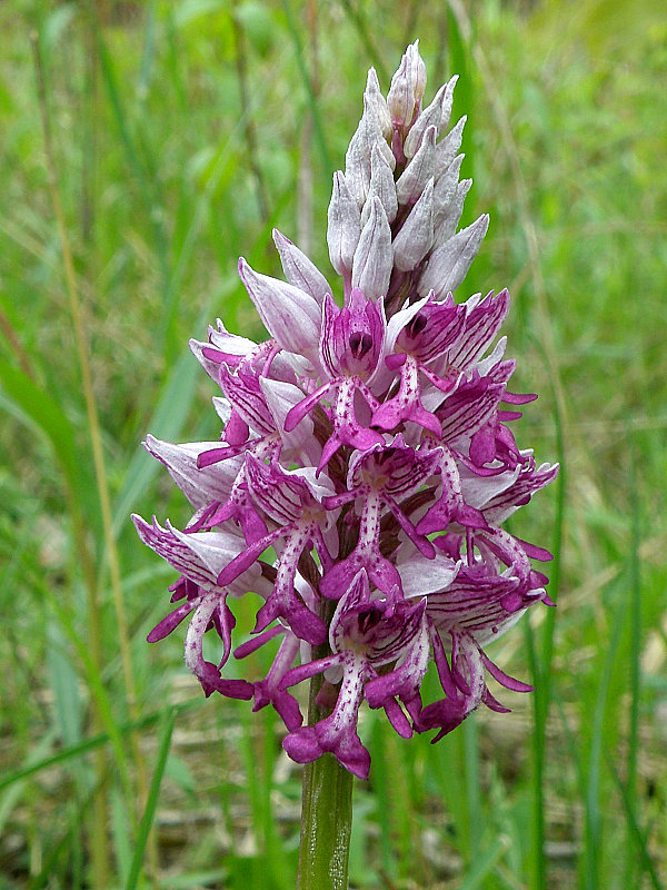 vstavač vojenský Orchis militaris L.