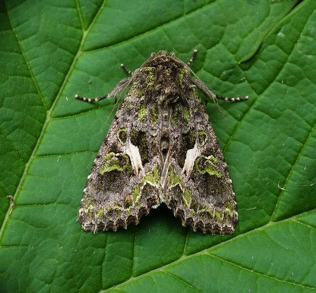 sivkavec lobodový Trachea atriplicis