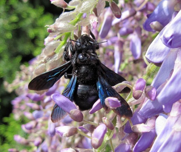 drevár fialový Xylocopa violacea L.