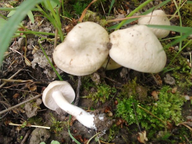 hodvábnica jarná Entoloma clypeatum (L.) P. Kumm.