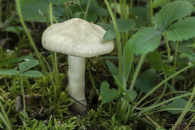 hodvábnica jarná Entoloma clypeatum (L.) P. Kumm.