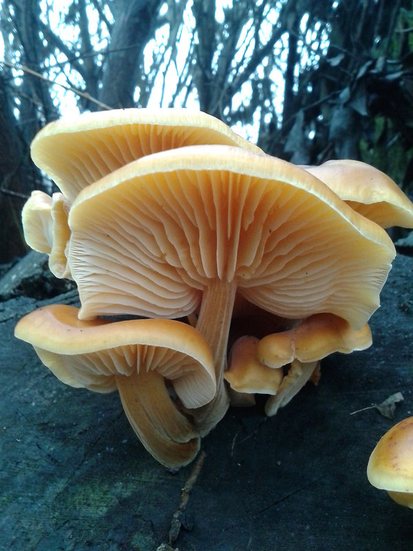 plamienka Flammulina sp.