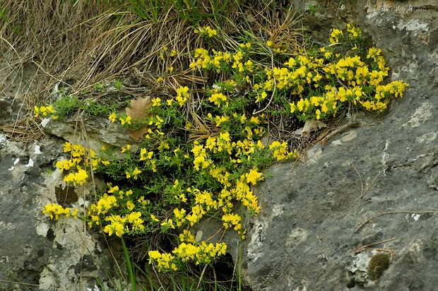 kručinka chlpatá Genista pilosa L.