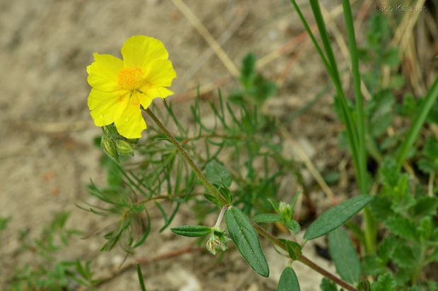 devätorník veľkokvetý Helianthemum grandiflorum (Scop.) DC.