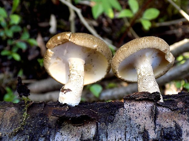 trúdnik strapkatý Lentinus substrictus (Bolton) Zmitr. & Kovalenko