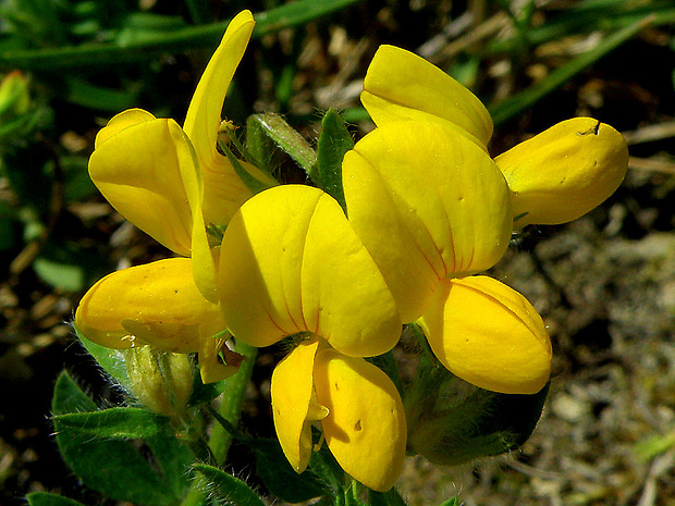 ľadenec borbásov Lotus borbasii Ujhelyi