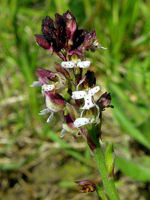 neotinea počerná pravá Neotinea ustulata subsp. ustulata (L.) R. M. Bateman, A. M. Pridgeon et M. W. Chase