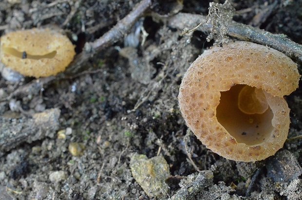 čiaška Peziza sp.