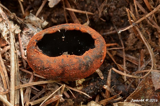 pakorienkovka čierna Plectania melastoma (Sowerby) Fuckel