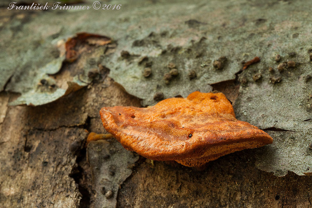 červenica rumelková Pycnoporus cinnabarinus (Jacq.) P. Karst.