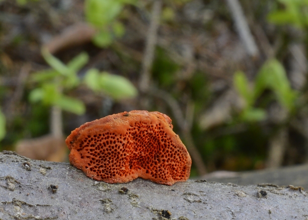 červenica rumelková Pycnoporus cinnabarinus (Jacq.) P. Karst.