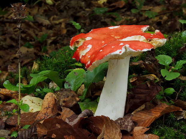 plávka rumencová Russula pseudointegra Arnould & Goris