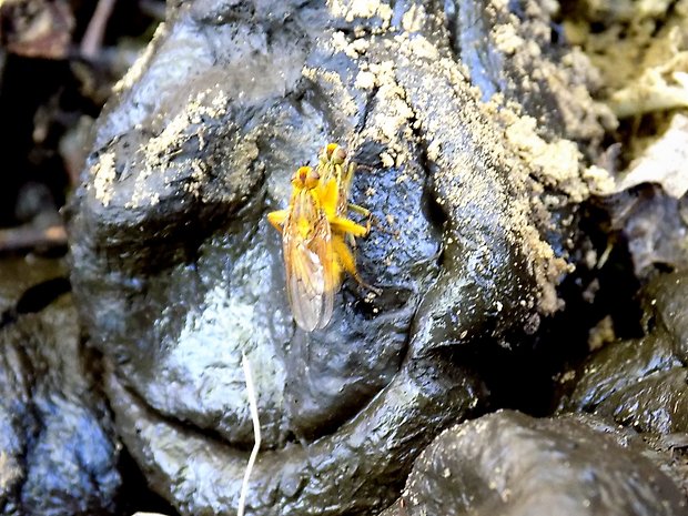 lajniarka žltá Scathophaga stercoraria