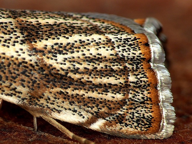 trávovec jarný (sk) / travařík kostřavový (cz) Thisanotia chrysonuchella Scopoli, 1763