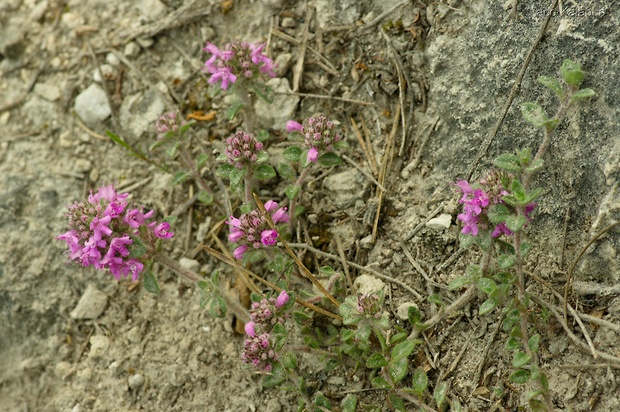 dúška včasná Thymus praecox Opiz