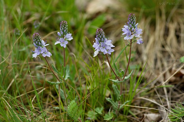 veronika rozprestretá Veronica prostrata L.