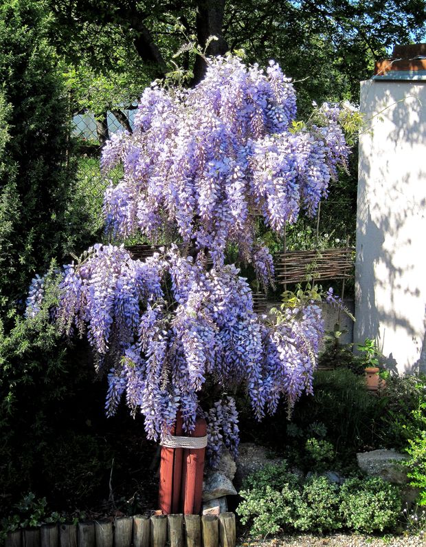 Vistéria čínska Wisteria sinensis (Sims) DC.