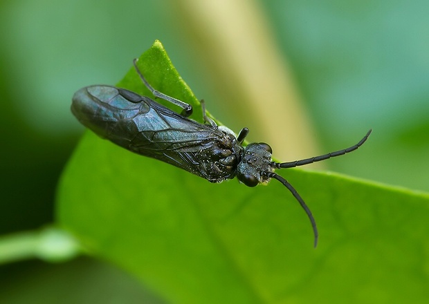 piliarka drobná Blennocampa phyllocolpa