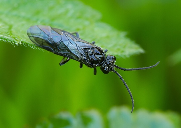 piliarka drobná Blennocampa phyllocolpa