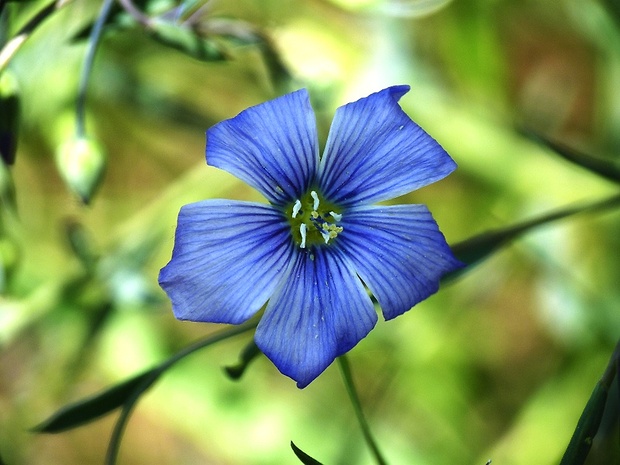 ľan rakúsky Linum austriacum L.