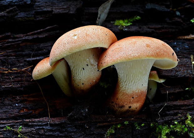 húževnatec pohárovitý Neolentinus schaefferi Redhead & Ginns