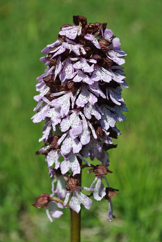 vstavač purpurový Orchis purpurea Huds.