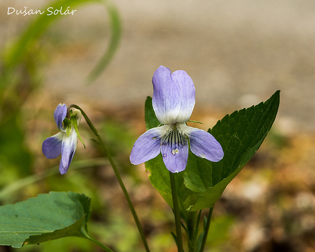 fialka Viola sp.